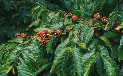 Descubre el arte del Tueste de Café