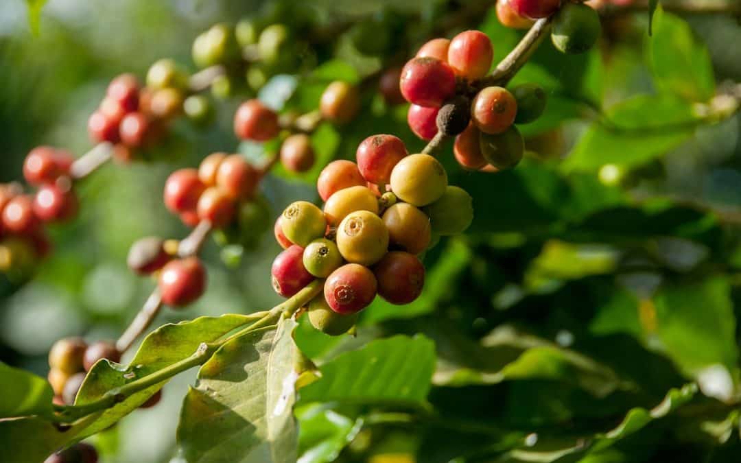 Photo Coffee beans