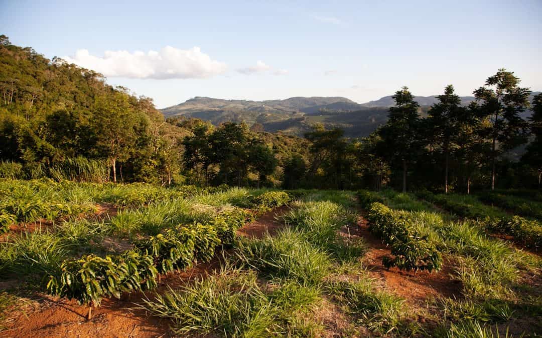 Photo Coffee farm