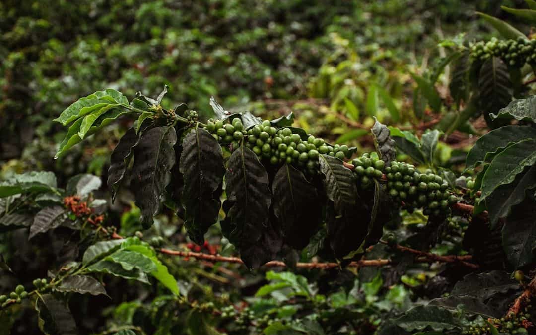 Photo Coffee plantation