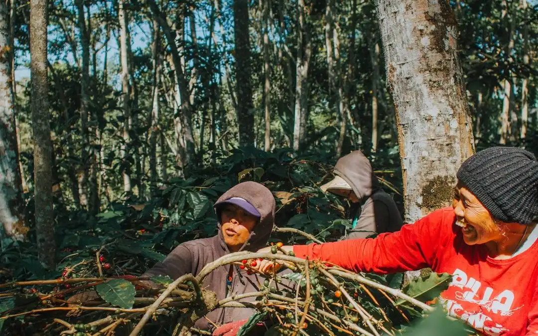 El sabor auténtico del café de Brasil