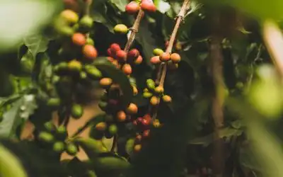 El delicioso café de Guatemala: un tesoro nacional