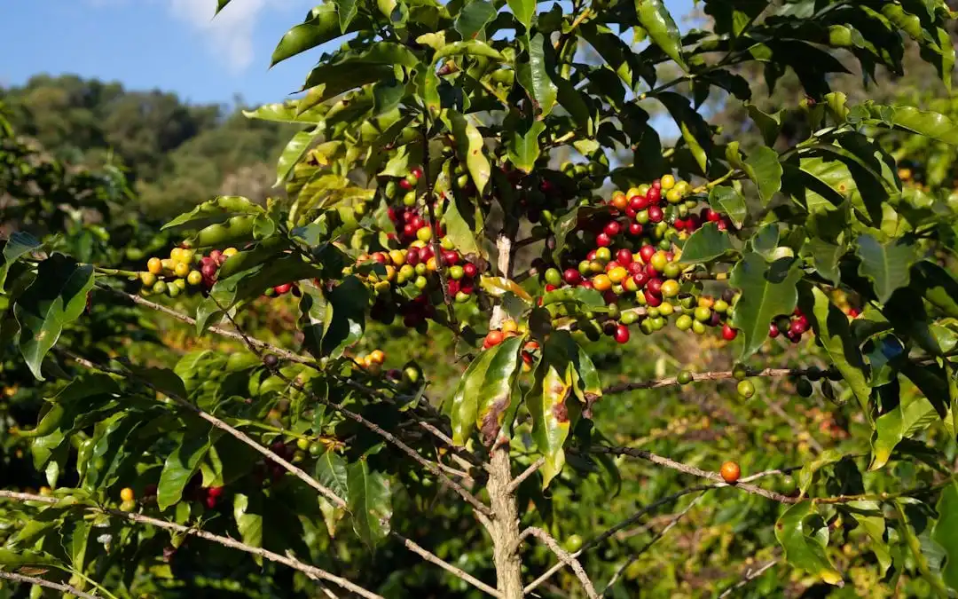El sabor auténtico del café de El Salvador