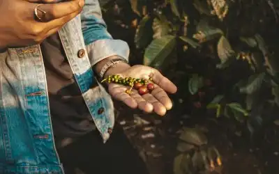 El fascinante recorrido: historia del café
