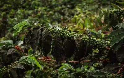 El Origen del Café: Una Historia Apasionante